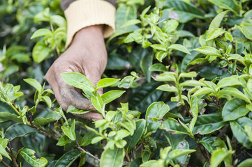 Harvesters working in field of tea plant