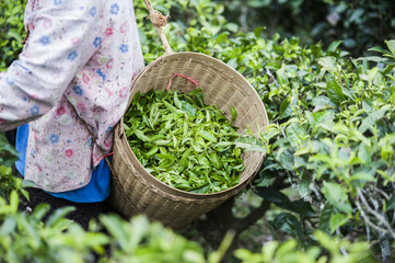 Harvesters working in field of tea plant, Tea leaves in the bamboo basket.