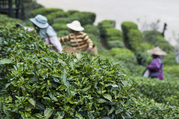 Harvesters working in field of tea plant
