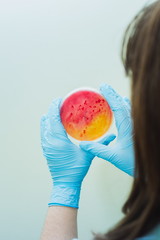 Laboratory technician testing for bacterial infection. Lab worker analyzes test samples in Petri...