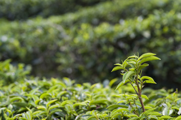 Field of tea plant in North of Thailand