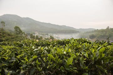 Field of tea plant in North of Thailand
