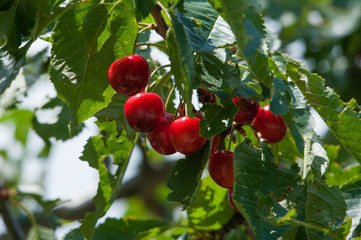 Kirschen auf Baum