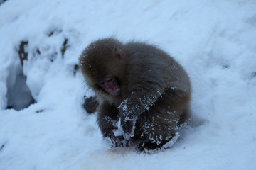 　　子猿　スノーモンキー
