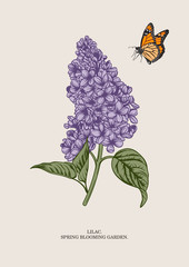 Lilac branch. Floral background. Vector illustration.
