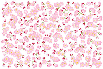 Full bloom pink sakura tree (Cherry blossom) isolated on white, flower backdrop, flora banner vintage, floral pattern