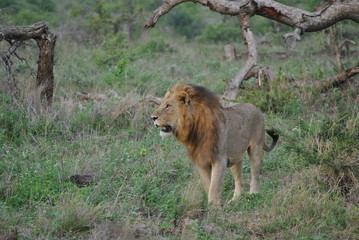 Wildlife Kruger National Park South Africa