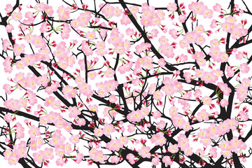 Full bloom pink sakura tree (Cherry blossom) black wood bark backdrop, flower banner, flora scene background