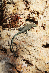 A lizard on a stone wall in Dubrovnik, Croatia 