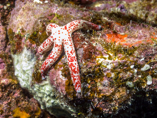 SPOTTED LINCKIA seastar © John Anderson
