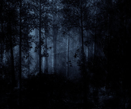 Fototapeta Dark blue forest with the mystical fog. Great for web templates backgrounds.