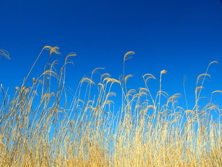 Obraz premium 枯れ荻と青空