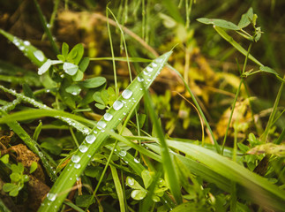 Drops of dew on the green grass.