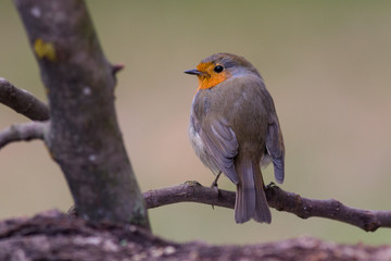 Robin