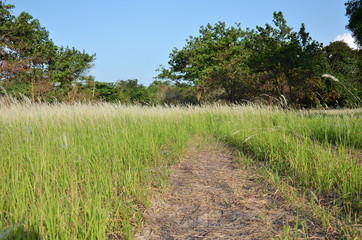 Pampas grass flowe field