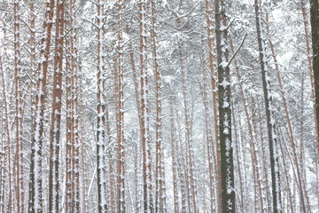 Fototapeta premium Snow covered pine trees in winter forest. Winter forest with trees. Outdoor woods nature landscape at cold day. Cold day in snowy winter forest.