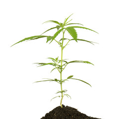 Bright green cannabis sativa leaf isolated