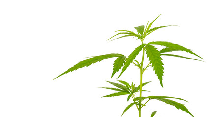 Bright green cannabis sativa leaf isolated