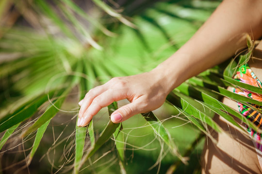  female hand is touching a palm branch