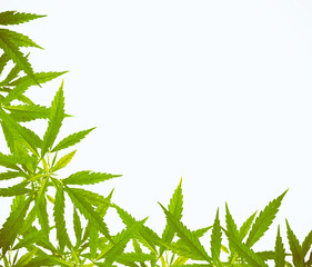 Bright green cannabis sativa leaf frame