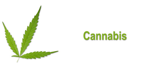 Bright green cannabis sativa leaf isolated