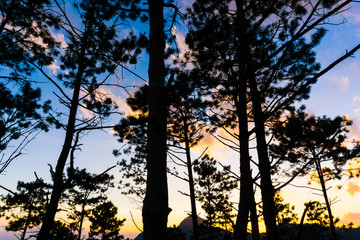 Fototapeta na wymiar Colorful sunset sky with pine tree on mountain