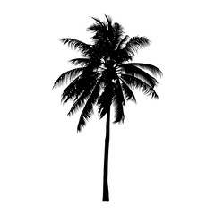 Fototapeta na wymiar coconut tree, isolated natural sign, vector