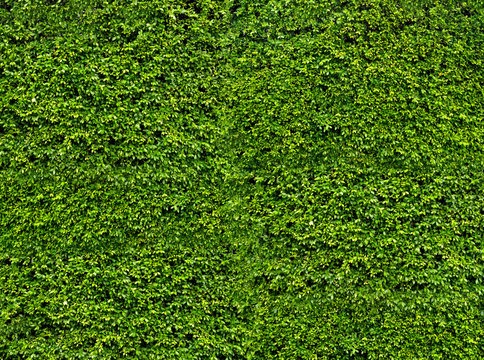 Green leaf wall. Natural fresh leaves background and texture