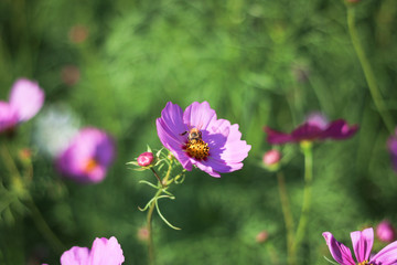 Fototapeta premium Beautiful pink cosmos flower blooming in garden while sunset wit