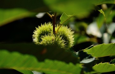 Green fruit of the chestnut tree between leaves