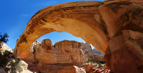 Wide angle view along a free standing natural sandstone arch. Hickman Natural Bridge, Capitol Reef National Park, Utah, USA. Navajo Sandstone formation, wide angle shot, July 2014