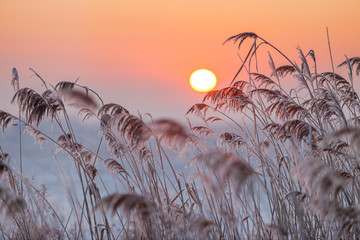 Obraz premium Foggy winter sunrise