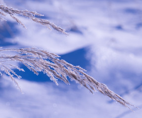 branch grass covered by hoarfrost