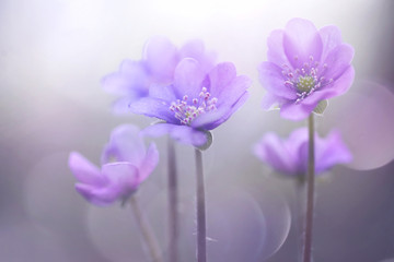Spring blooming forest flowers in soft focus on light violet background outdoor close-up macro. Spring template floral background wallpaper. Elegant gentle air delicate artistic image. - obrazy, fototapety, plakaty
