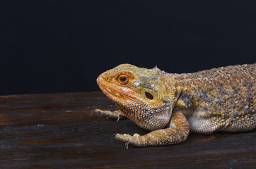 Little girl and australian dragon in the studio  