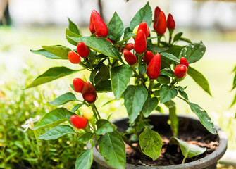 Red chili pepper