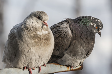 Pigeons