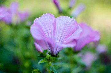 Big beautiful pink flowers ofLavatera closeup