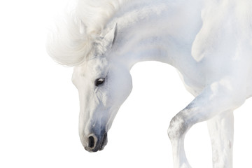 White horse on white background in high key