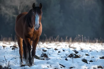 Tuinposter Winter landscape: wild horses in the Netherlands 03 © ciliabrandts