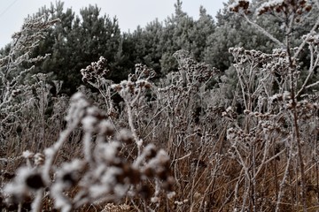 winter
