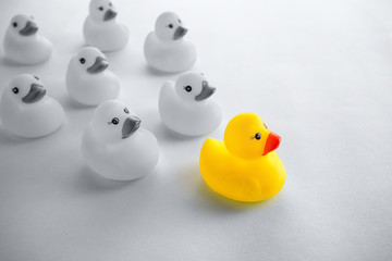 Leadership concept with yellow rubber ducks leading among white.
