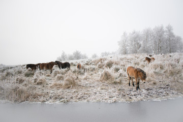 Horses in snow