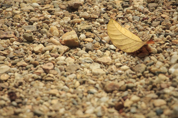 single dry leaf on dirt road
