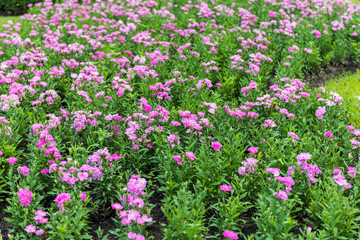 Fototapeta premium Pink Carnation blossoming