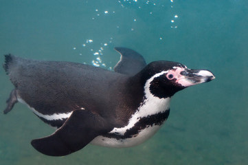 Penguin, swimming