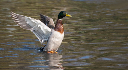 Mallard in flight