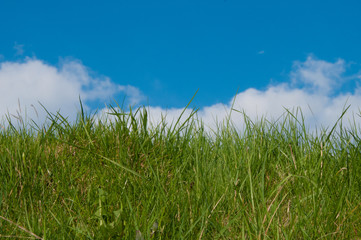 Grassy field