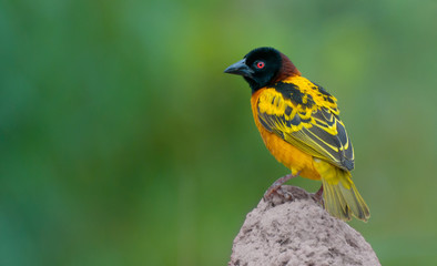 Fototapeta premium Village Weaver