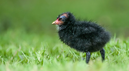 Moorhen chick